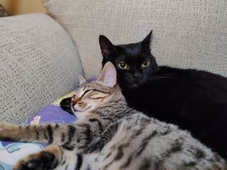 Cuidado de mascotas a domicilio 🐾🐕🐈