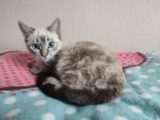 Cuidado de mascotas a domicilio 🐾🐕🐈