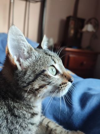 Cuidado de mascotas a domicilio 🐾🐕🐈