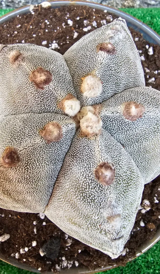 Astrophytum myriostigm.