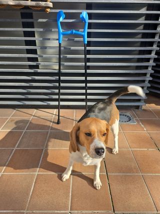 MULETA INFANTIL NUEVA ENTREGA MADRID EN EL DIA.