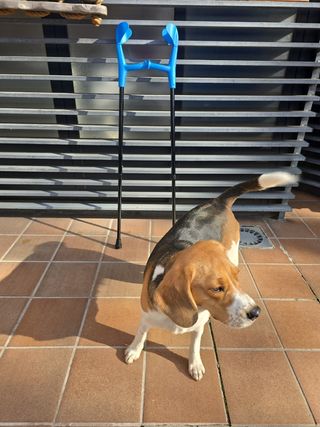 MULETA INFANTIL NUEVA ENTREGA MADRID EN EL DIA.