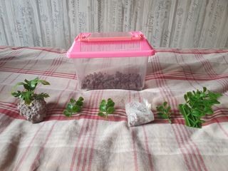 Pecera con plantas y piedras.