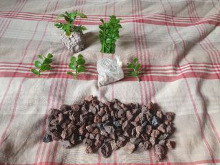 Pecera con plantas y piedras.