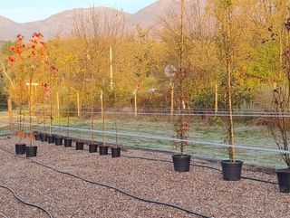 Jardinero y Paisajista con vivero propio