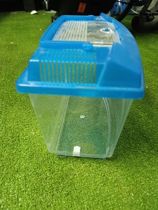 Pecera azul pequeña+piedrs decolores