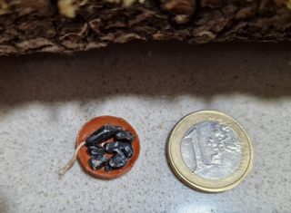 plato de fuet, langoniza, butifarra de huevo negra