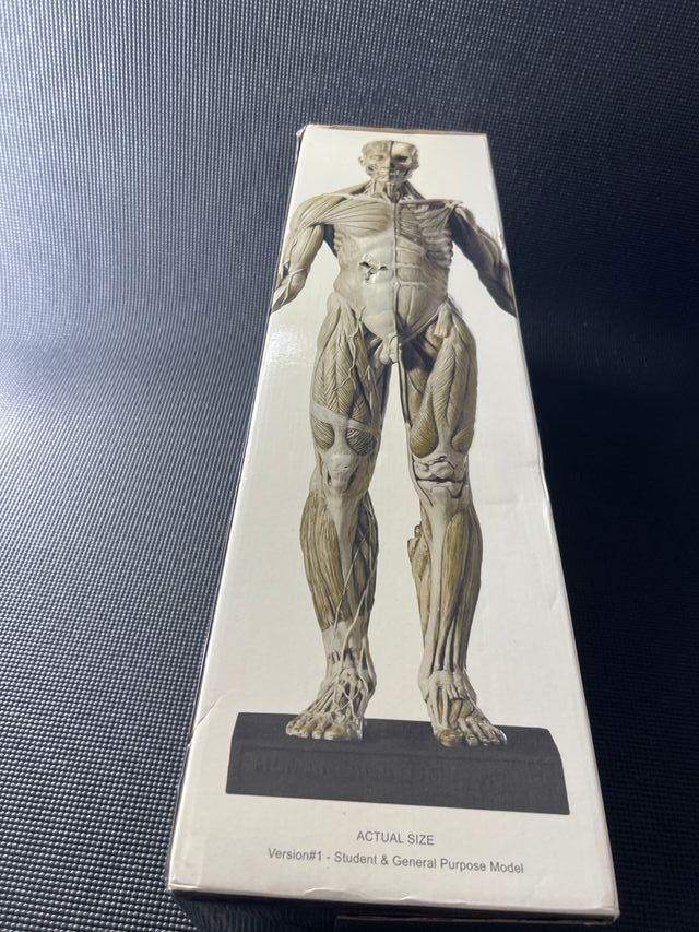 Figura humana referencia de Anatomía 70cm