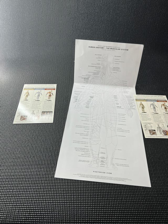 Figura humana referencia de Anatomía 70cm