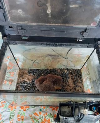 Acquario 