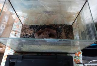 Acquario 