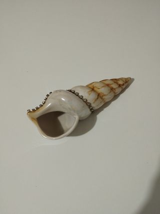 Conchiglia con strass