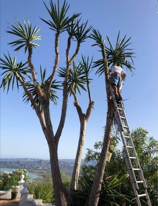 Jardinero económico
