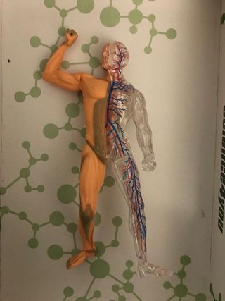 Juego El cos humà, Science4you