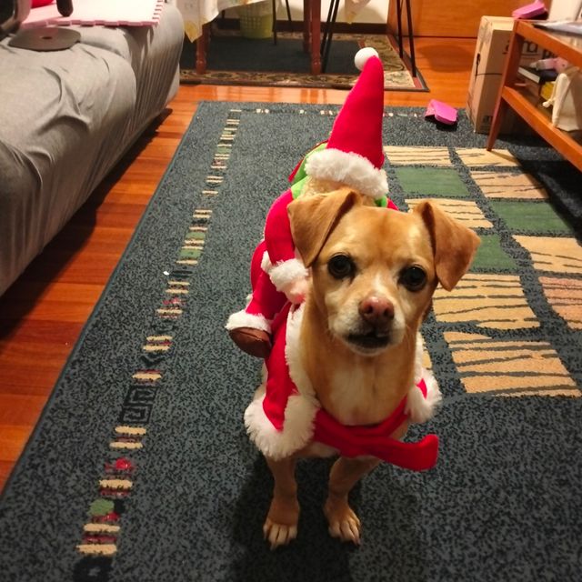 Ropa Navideña, Papá Noel perros varios