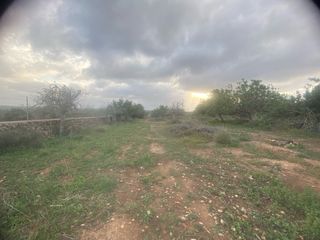 Finca en santa margalida. 7600m