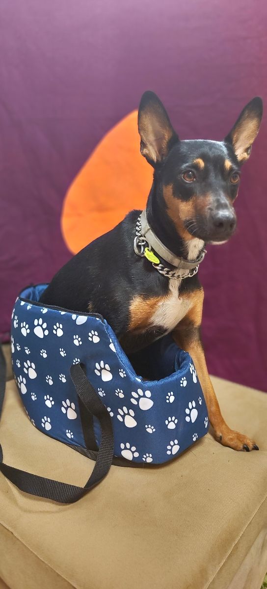 TRANSPORTIN PERRO ACOLCHADO