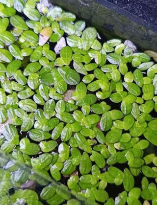 Lenteja de agua (Lemna minor)
