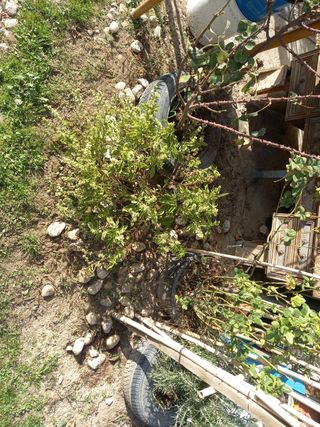jardinero