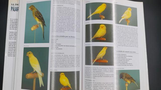 Enciclopedia de los Pájaros domésticos