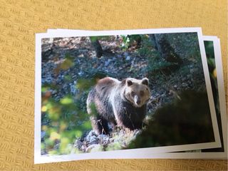 Cartoline 10 Animali del Parco Naz. d’Abruzzo