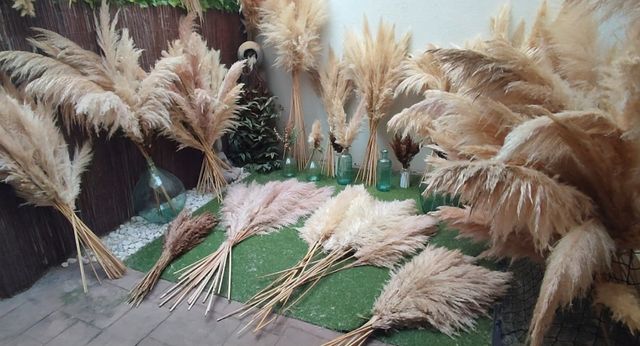 Pampas naturales / navidad / decoración