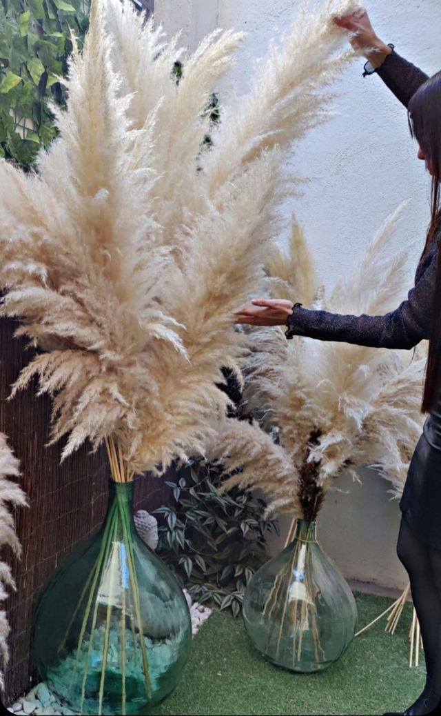 Pampas naturales / navidad / decoración