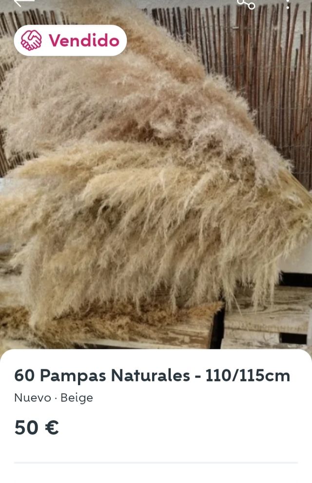 Pampas naturales / navidad / decoración
