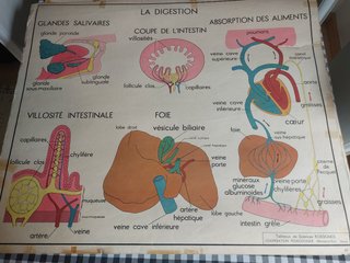 Posters de anatomia antiguos