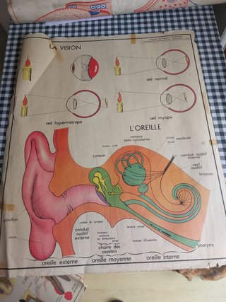 Posters de anatomia antiguos