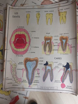 Posters de anatomia antiguos