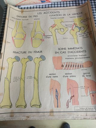Posters de anatomia antiguos