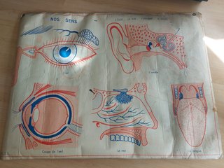 Posters de anatomia antiguos