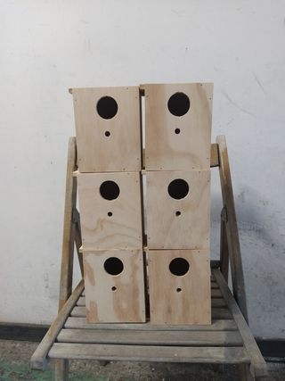 Set 6 nidi x pappagalli cocorite