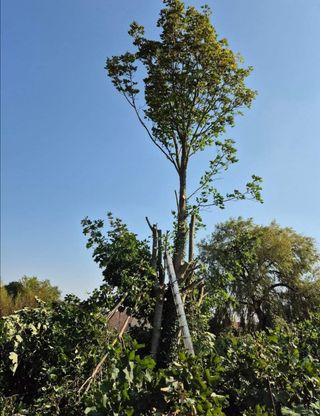 Jardinero economíco 