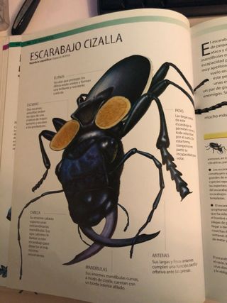 Bichos: Los Insectos más Terroríficos (Spanish Edi