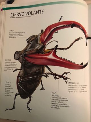 Bichos: Los Insectos más Terroríficos (Spanish Edi