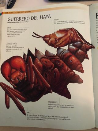 Bichos: Los Insectos más Terroríficos (Spanish Edi