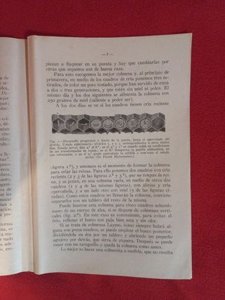 Apicultura.Seleccion de abejas reinas