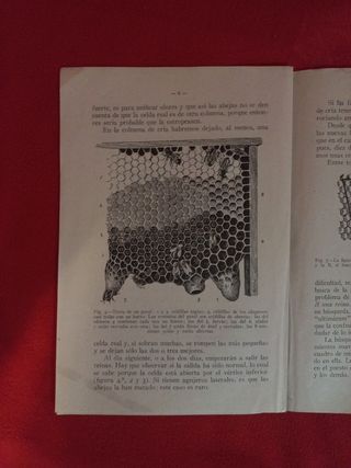 Apicultura.Seleccion de abejas reinas