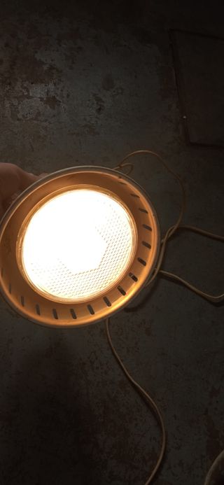 Lampara completa reptiles grandes