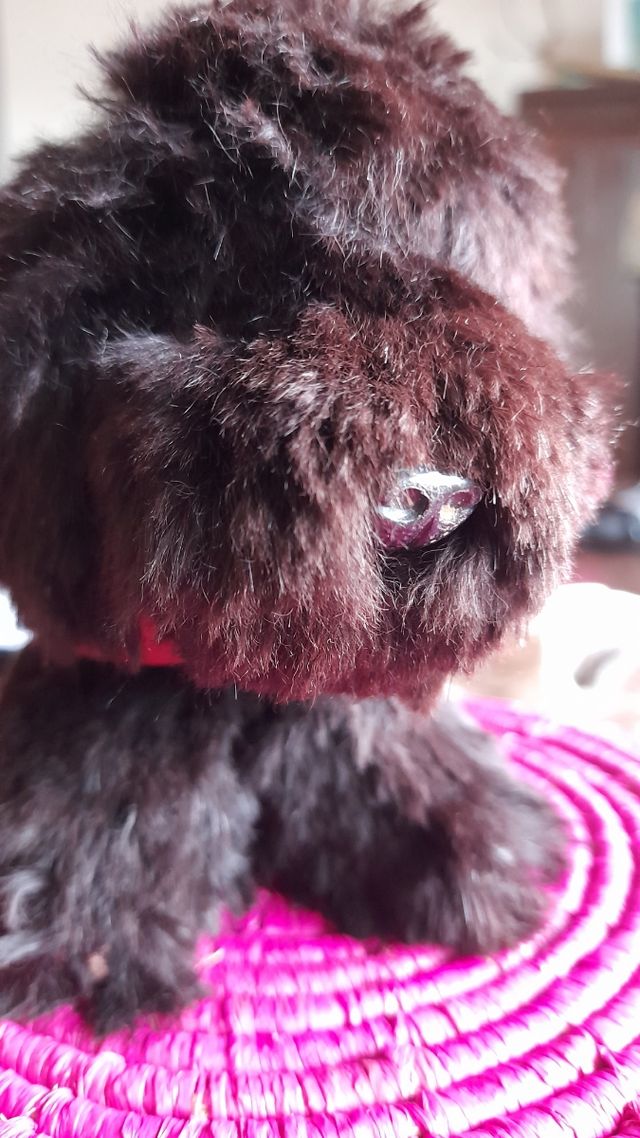 Peluche cane