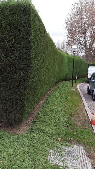 Podas  y jardineria 611394812
