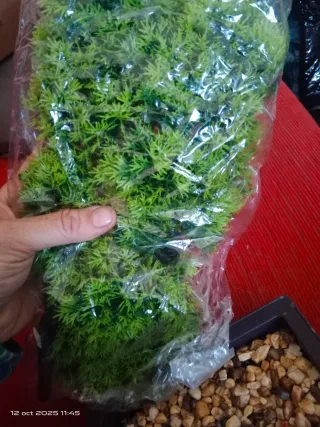 Bonsai artificial NUEVO ‼️