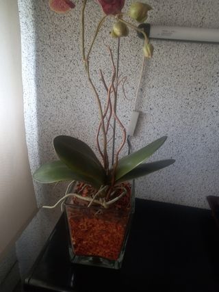 Orquidea