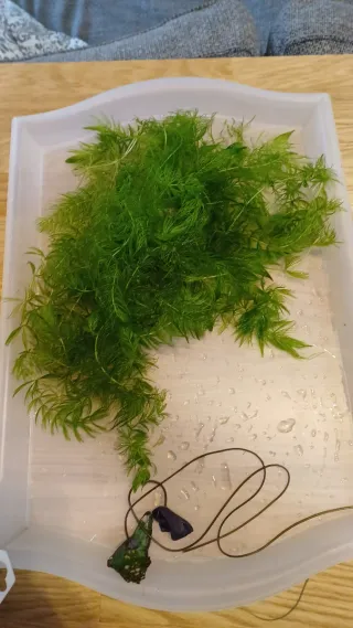 Plantas de acuario – Cola de zorro y Ambulia