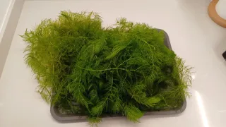 Plantas de acuario – Cola de zorro y Ambulia