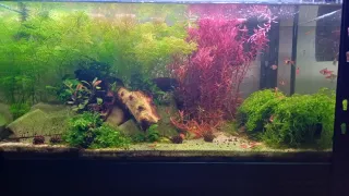 Plantas de acuario – Cola de zorro y Ambulia