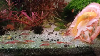 Plantas de acuario – Cola de zorro y Ambulia