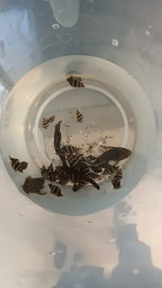 Plantas de acuario – Cola de zorro y Ambulia